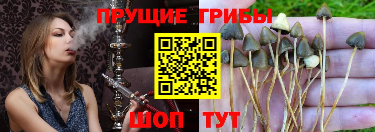Галлюциногенные грибы мицелий  Вход с VPN  наркошоп  Псилоцибиновые грибы MAGIC MUSHROOMS  Будённовск 